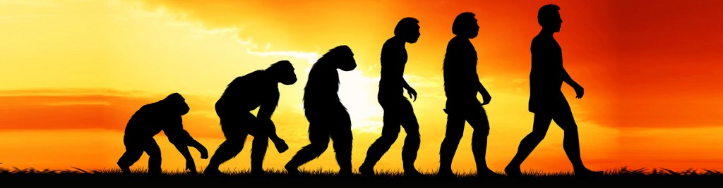Human evolution