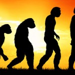 Human evolution